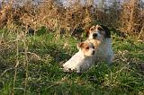 JACK RUSSEL 371